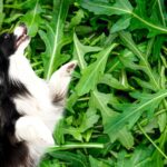 hund im rucola feld
