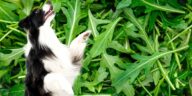 hund im rucola feld