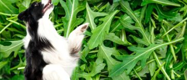 hund im rucola feld
