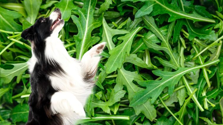 hund im rucola feld