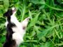 hund im rucola feld