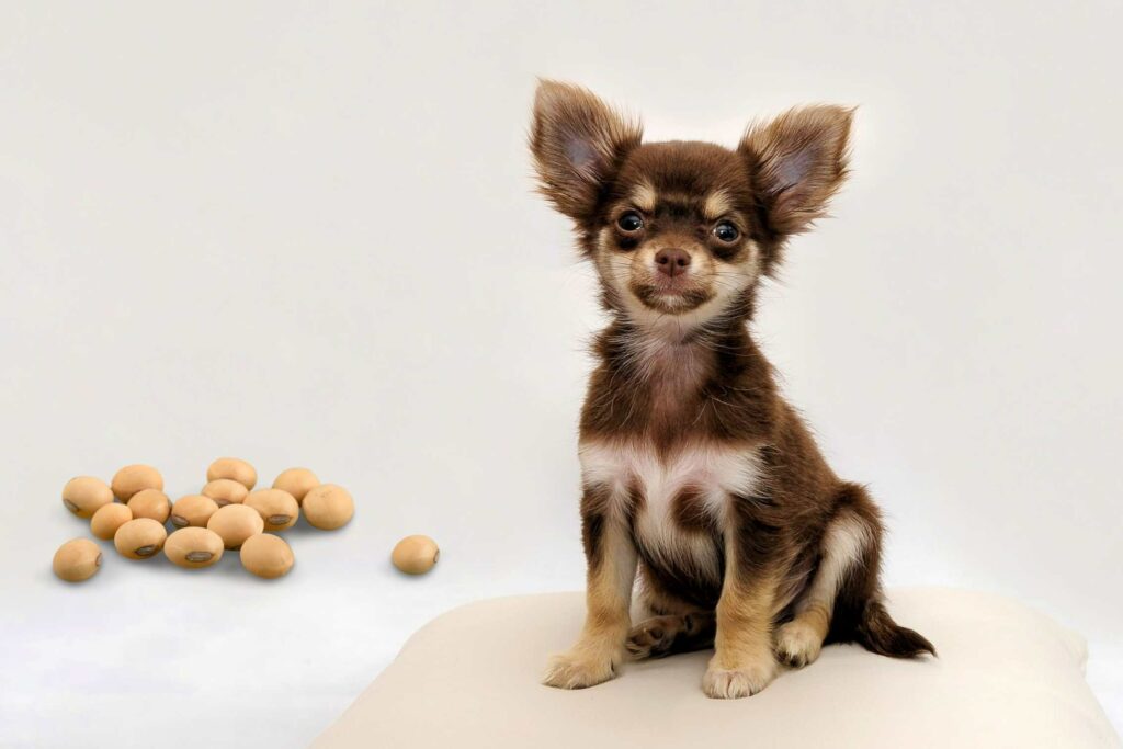 dürfen hunde bohnen essen