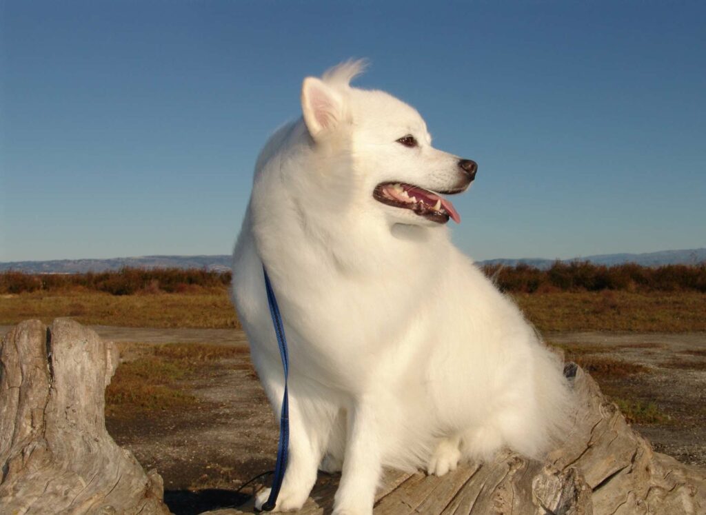  Amerikanischer Eskimo Hund