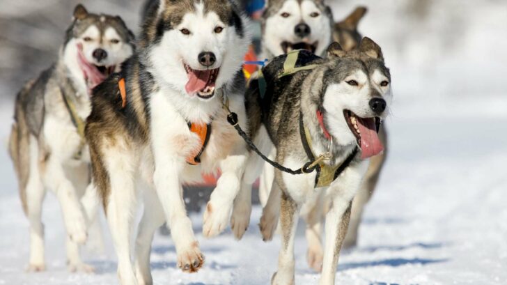 Dürfen Hunde Buttermilch trinken? Das musst du beachten! Pfotenwiki