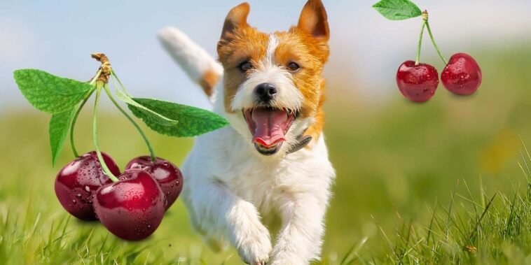 Hefepilz beim Hund - Der komplette Guide - So wirst du den Befall los!