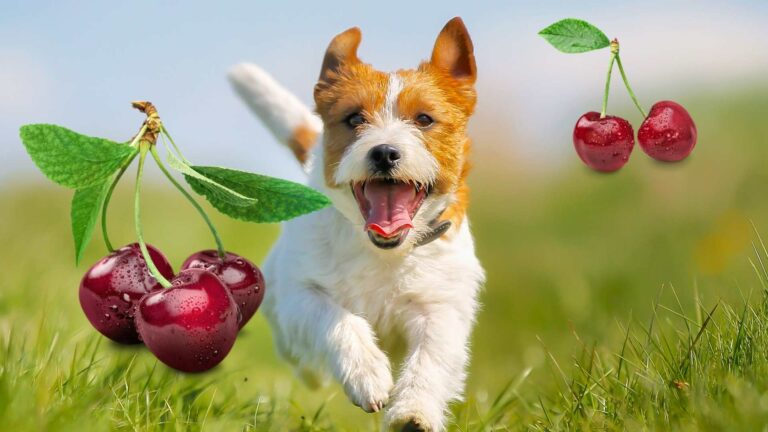 Dürfen Hunde Kirschen essen? [Extreme Vorsicht ist geboten!]