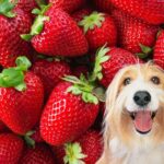 Dürfen Hunde Erdbeeren essen?