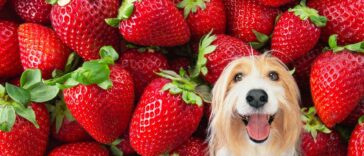 Dürfen Hunde Erdbeeren essen?