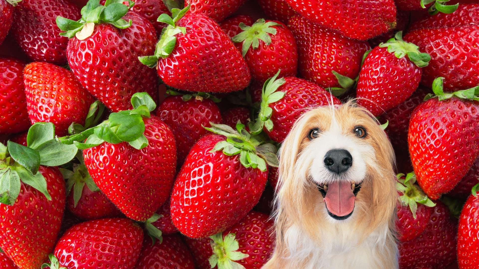 Dürfen Hunde essen? Wir klären auf! – Pfotenwiki
