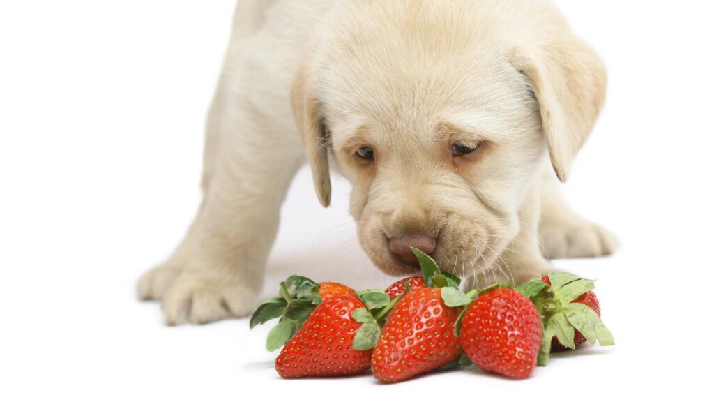 Dürfen Hunde Erdbeeren essen