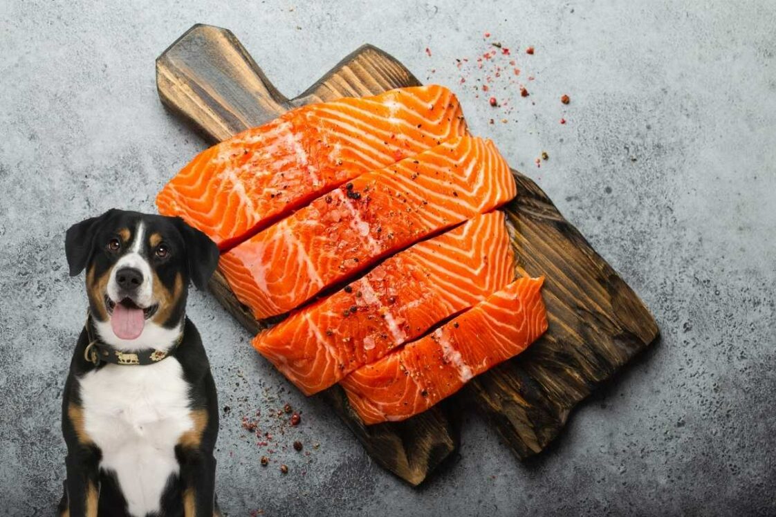 Dürfen Hunde Lachs essen? Das musst du wissen! Pfotenwiki