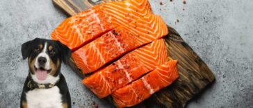 Hund Lachs