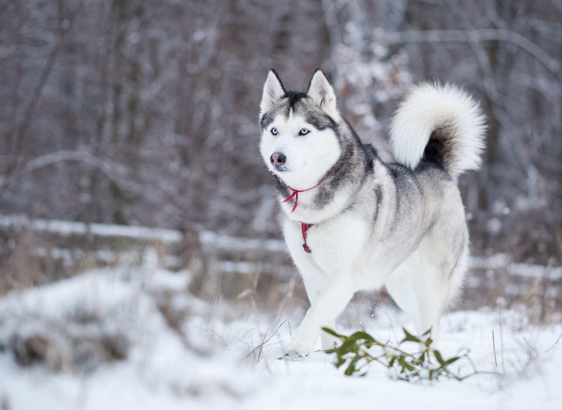 10 Husky Arten - Was wichtig zu wissen ist!