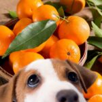 Hund guckt auf Mandarinen und Orangen