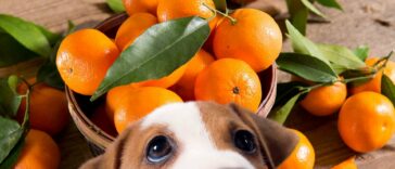 Hund guckt auf Mandarinen und Orangen