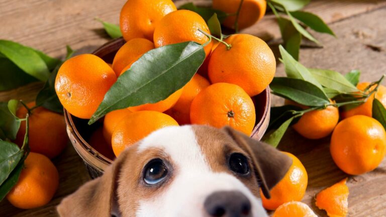 Dürfen Hunde das essen? Pfotenwiki