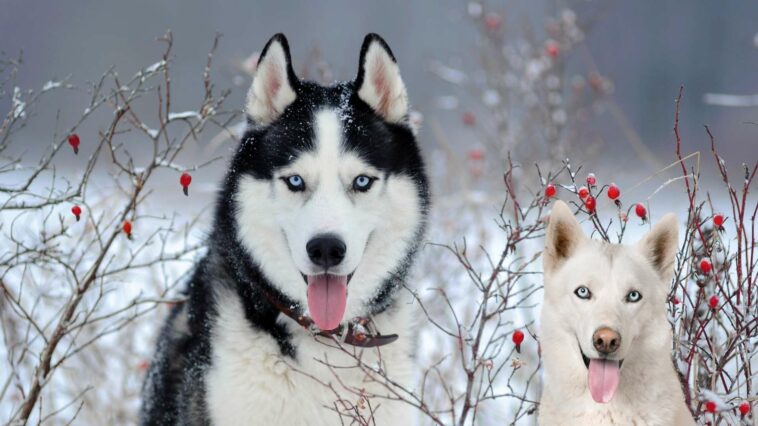 husky namen