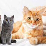 männliche Katzennamen