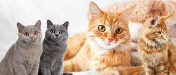 männliche Katzennamen