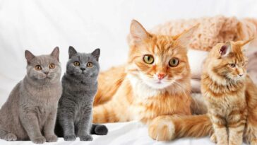 männliche Katzennamen