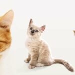 weibliche katzennamen cover