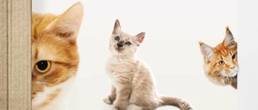 weibliche katzennamen cover