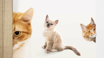 weibliche katzennamen cover