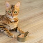Katze frisst kein Nassfutter cover
