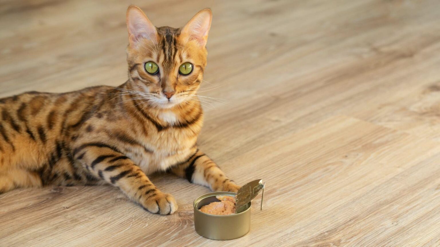 Rote Katzen Rassen, Fakten & Besonderheiten Das musst du wissen!
