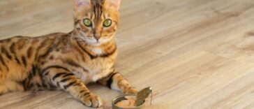 Katze frisst kein Nassfutter cover