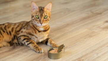 Katze frisst kein Nassfutter cover