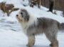 flauschige hunde