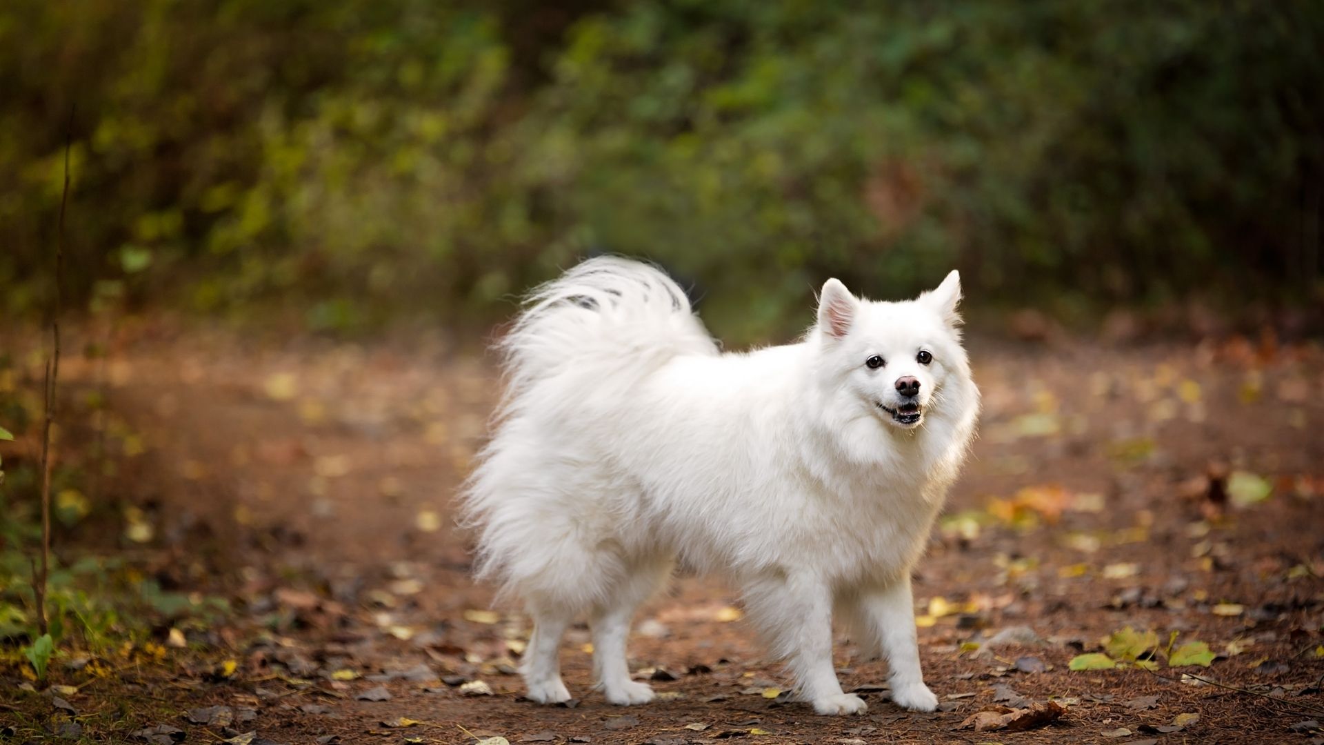 Flauschiger Hund Diese 10 Hunderassen sind am flauschigsten