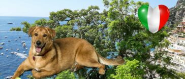 italienische hundenamen cover