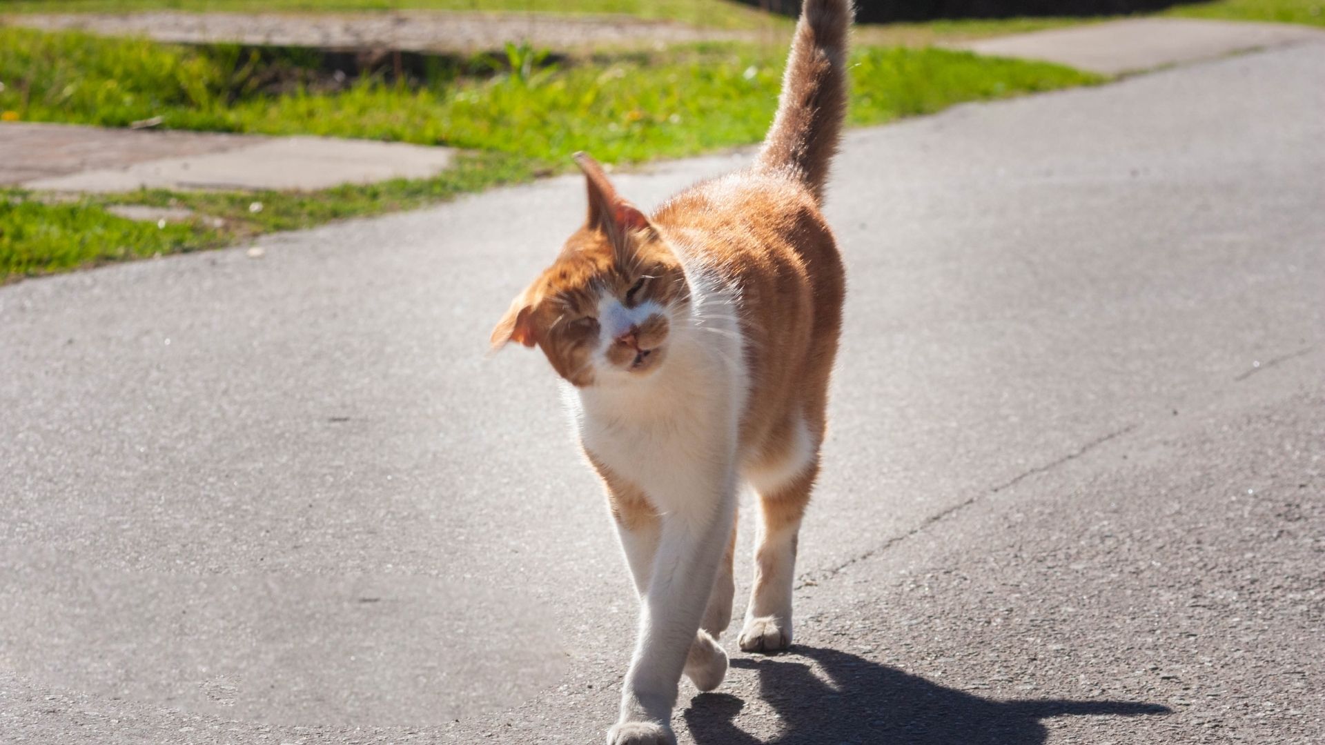 Katze zittert - darauf musst du achten! (Erklärung und Ursachen)