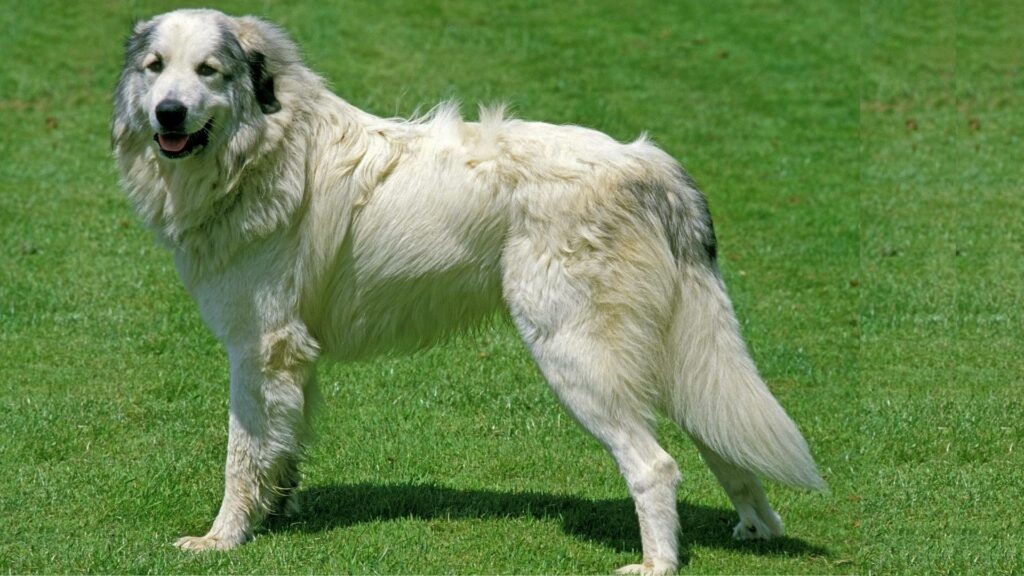 Großer Pyrenäenhund wachsam