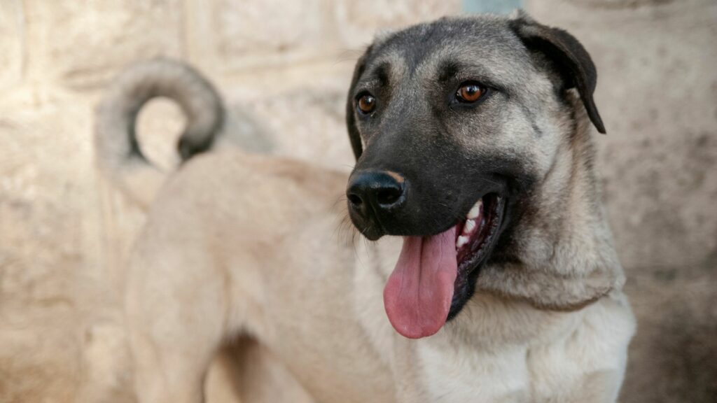 Ein muskulöser Hund: Kangal-Schäferhund