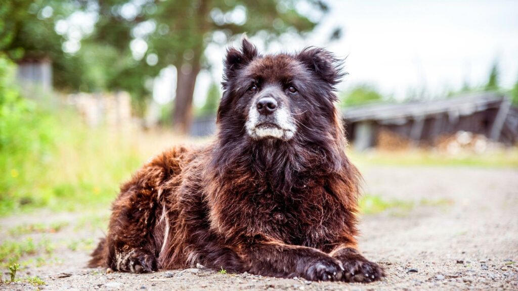 Kaukasischer Schäferhund familienfreundlicher Wachhund beschützt das Grundstück