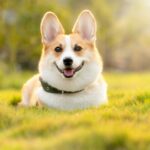 Mein Hund leckt sich ständig im Genitalbereich Cover