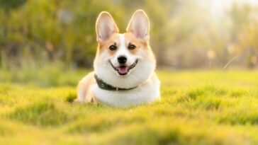 Mein Hund leckt sich ständig im Genitalbereich Cover