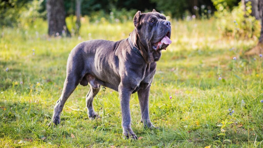 Muskulöser Cane Corso Hunde steht auf der Wiese