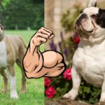 Muskulöser Hund Cover