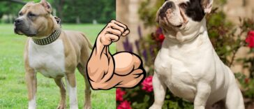 Muskulöser Hund Cover