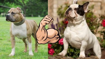 Muskulöser Hund Cover