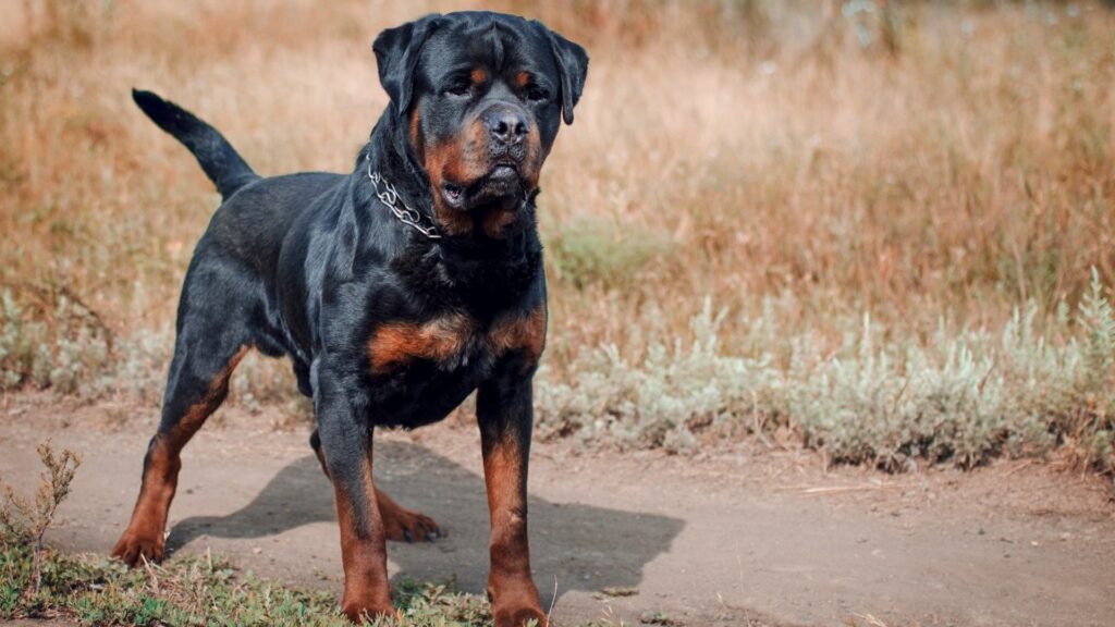 Muskulöser Rottweiler steht auf dem Feld