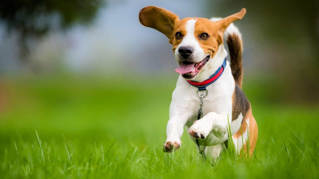 Beagle rennt