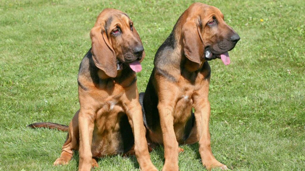 Zwei Bloodhound Hunde mit Schlappohren sitzen auf einer WIese