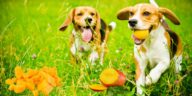 Hunde laufen auf einem Feld umgeben von Mangos