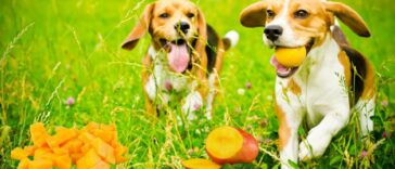 Hunde laufen auf einem Feld umgeben von Mangos