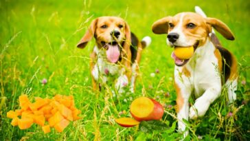 Hunde laufen auf einem Feld umgeben von Mangos